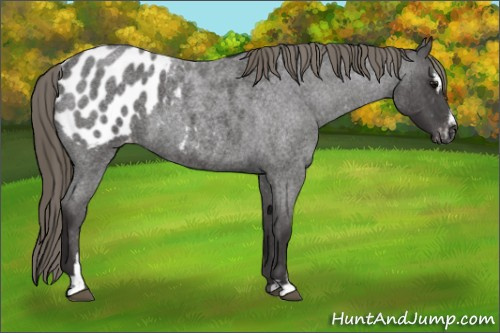Horse Color: Smoky Blue Roan Sabino Blanket 