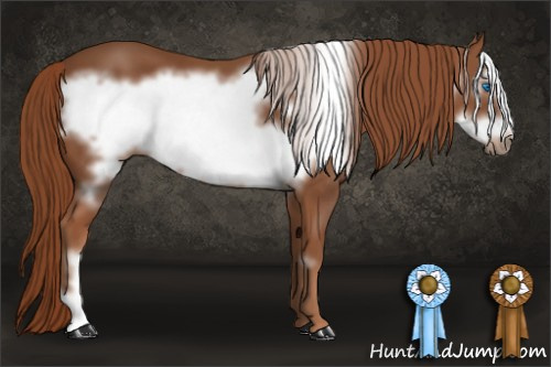 Horse Color: Liver Chestnut Frame 