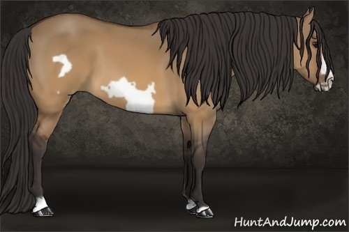 Horse Color: Buckskin Dun Frame 