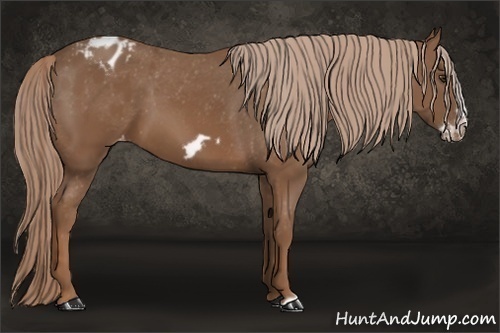 Horse Color: Chestnut Frame Blanket 
