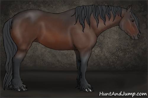 Horse Color: Bay 