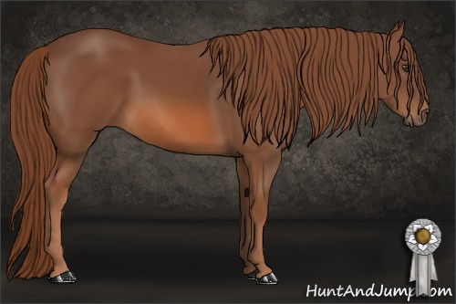 Horse Color: Liver Chestnut 