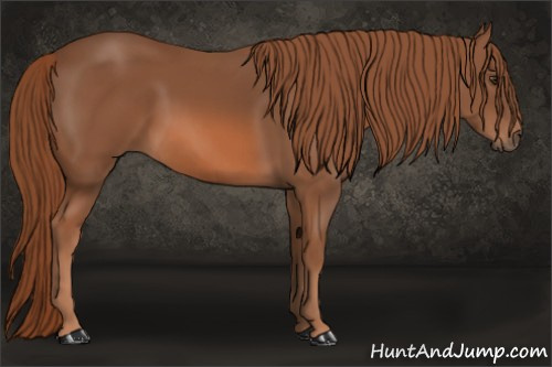 Horse Color: Liver Chestnut 