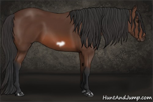 Horse Color: Bay Frame 