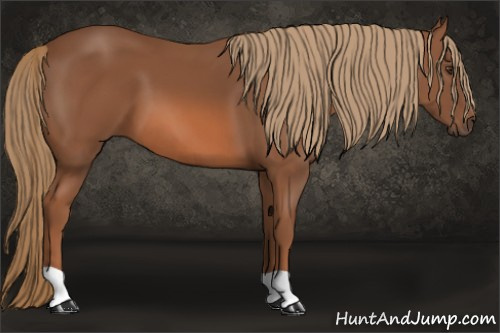 Horse Color: Liver Chestnut 