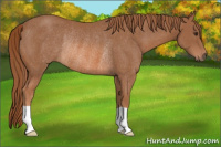 Horse Color:Chestnut Rabicano 
