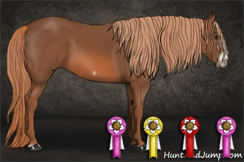 Horse Color: Liver Chestnut Frame 