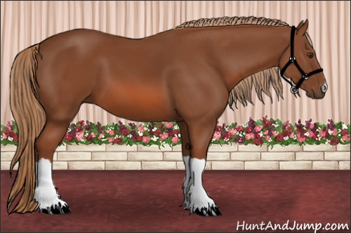 Horse Color: Liver Chestnut 