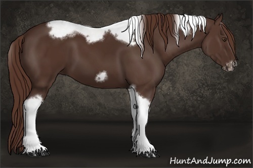 Horse Color: Liver Chestnut Tobiano Frame 