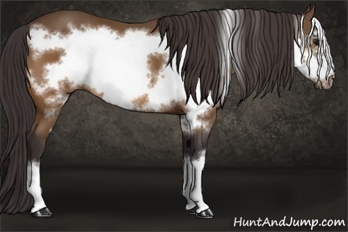 Horse Color: Buckskin Frame 