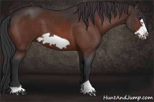 Horse Color: Bay Frame 
