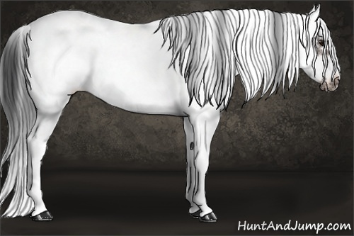 Horse Color: Bay Sabino Frame 