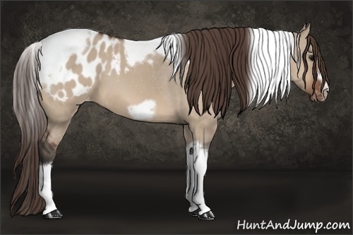 Horse Color: Bay Dun Tobiano Frame Blanket 
