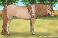 Horse Color:White Spotted Chestnut Pearl