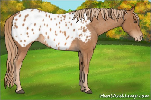 Horse Color: Chestnut Blanket 