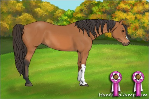 Horse Color: Bay 