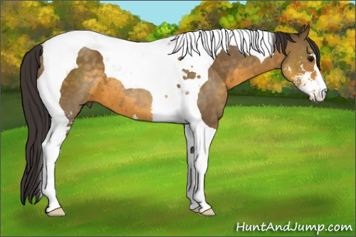Horse Color: Buckskin Sabino Tobiano 