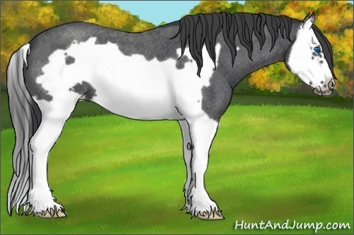 Horse Color: Blue Roan Splash Frame 