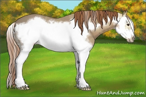 Horse Color: Chestnut Ice Sabino Splash Frame 