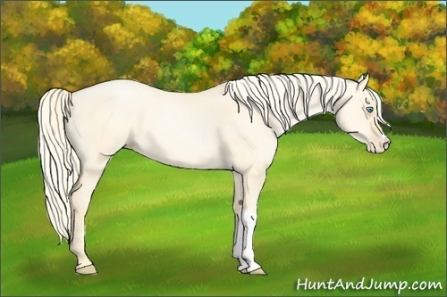 Horse Color: Palomino Pearl Dun 