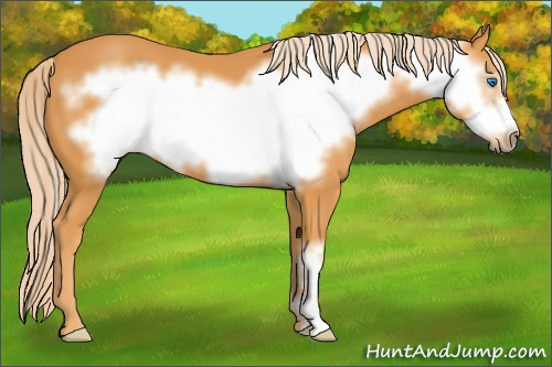 Horse Color: Unknown 