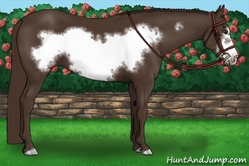 Horse Color: Unknown 