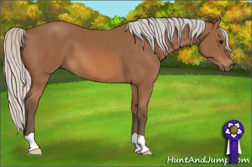 Horse Color: Unknown 