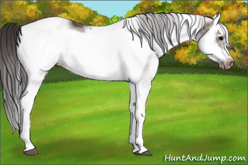 Horse Color: White Spotted Brown Splash Frame Snowcap 