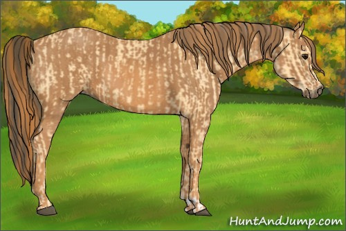Horse Color: Unknown 