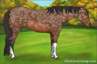 Horse Color:Bay Ice 