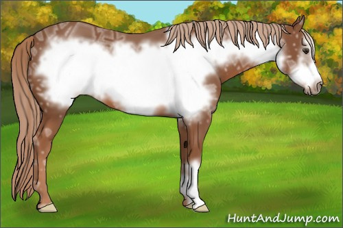 Horse Color: Chestnut Ice Frame 