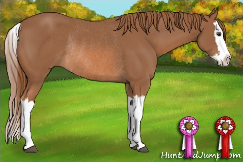 Horse Color: Chestnut Splash Rabicano 