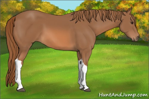 Horse Color: Chestnut 