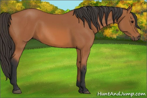 Horse Color: Bay 