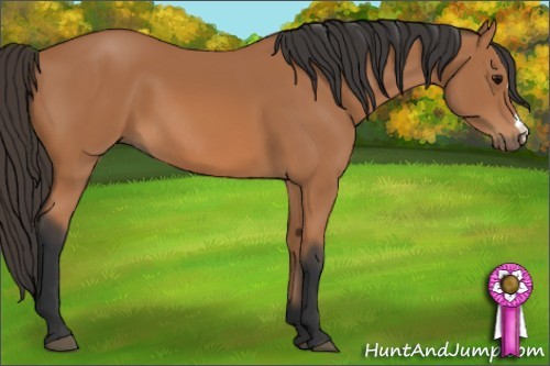 Horse Color: Bay 