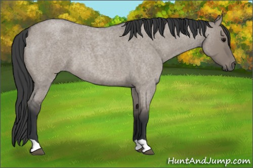 Horse Color: Grullo Roan 