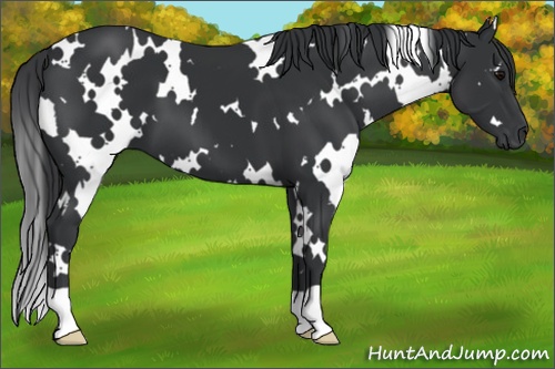 Horse Color: White Spotted Black 