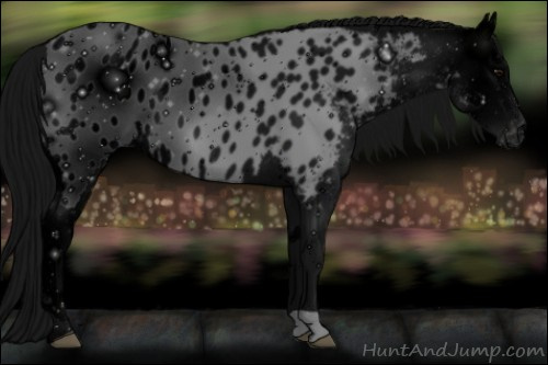 Horse Color: ERROR: UNKNOWN ANOMALY