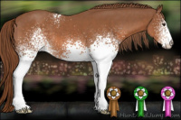 Horse Color:White Spotted Chestnut
