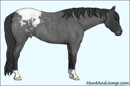 Horse Color: Brown Roan Snowcap 