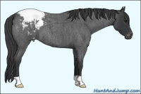 Horse Color:Brown Roan Appaloosa