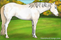 Horse Color:White Spotted Smoky Grullo Pearl Frame 