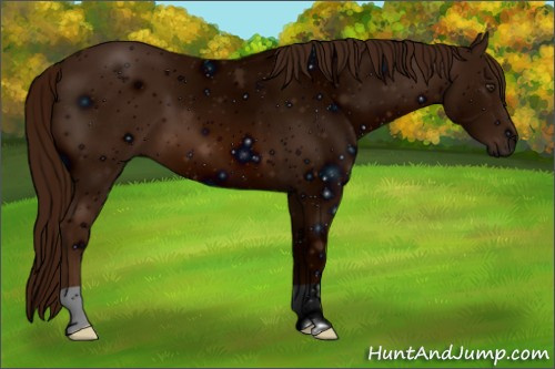 Horse Color: ERROR: UNKNOWN ANOMALY