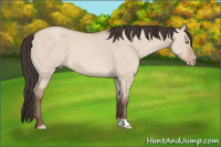 Horse Color:Sable Champagne Dun 