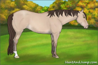 Horse Color:Amber Champagne Dun 