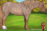 Horse Color:Red Roan Rabicano 