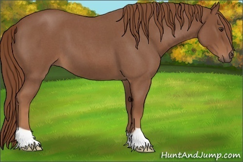 Horse Color: Red Roan 