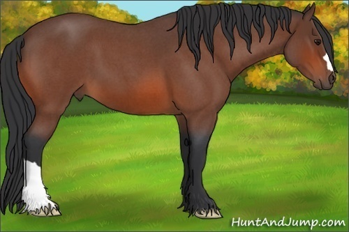 Horse Color: Bay Roan 