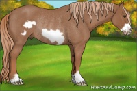 Horse Color:Red Roan Frame Rabicano