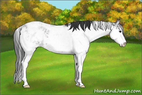 Horse Color: Black Sabino 